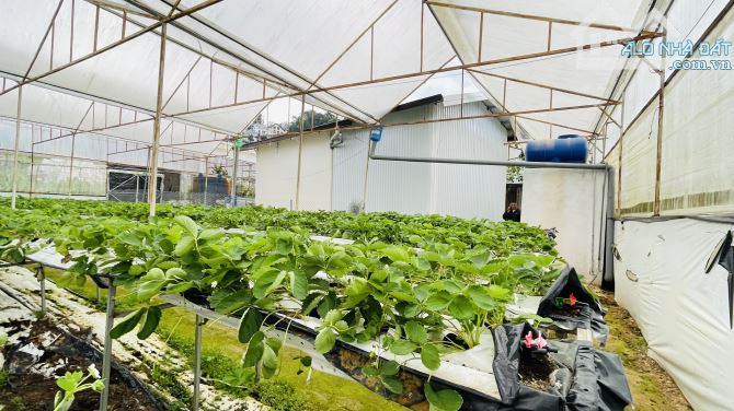 BÁN NHÀ CẤP 4 500m² (ngang 22m, dài 25m)VƯỜN RỘNG HẺM XE HƠI ĐƯỜNG AN BÌNH, P.03, ĐÀ LẠT - 4