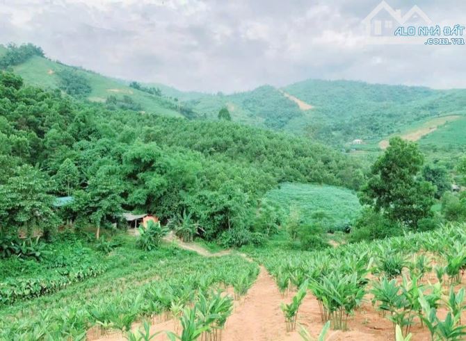 🌳 MẢNH ĐẤT LÝ TƯỞNG LÀM NGHỈ DƯỠNG – FARMSTAY - 4