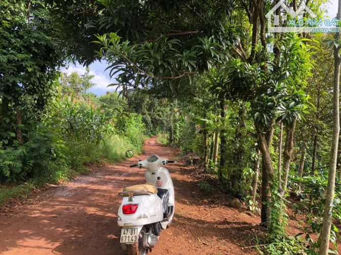 ĐẤT SÀO GIÁ TỐT SAU LƯNG TRƯỜNG MẦM NON CƯ EBUA 2,7 SÀO CHỈ 1,85 Ty - Loctran - 4