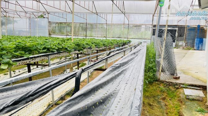 BÁN NHÀ CẤP 4 500m² (ngang 22m, dài 25m)VƯỜN RỘNG HẺM XE HƠI ĐƯỜNG AN BÌNH, P.03, ĐÀ LẠT - 5