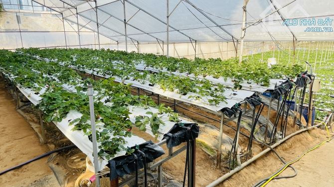 BÁN NHÀ CẤP 4 500m² (ngang 22m, dài 25m)VƯỜN RỘNG HẺM XE HƠI ĐƯỜNG AN BÌNH, P.03, ĐÀ LẠT - 6
