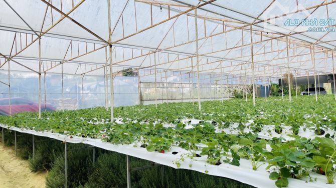 BÁN NHÀ CẤP 4 500m² (ngang 22m, dài 25m)VƯỜN RỘNG HẺM XE HƠI ĐƯỜNG AN BÌNH, P.03, ĐÀ LẠT - 7
