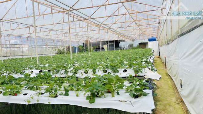 BÁN NHÀ CẤP 4 500m² (ngang 22m, dài 25m)VƯỜN RỘNG HẺM XE HƠI ĐƯỜNG AN BÌNH, P.03, ĐÀ LẠT - 8