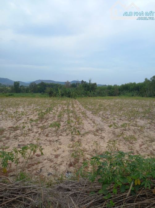 6 sào cây lâu năm có  100m mặt tiền đường nhựa, cách Ủy ban và trường học 1,5 km