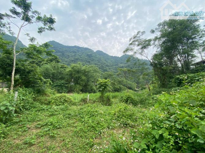 1413m Cây Lâu Năm Bám Suối Cách Đường Quốc Lộ 12B Đúng 200m Giá Hạt Rẻ