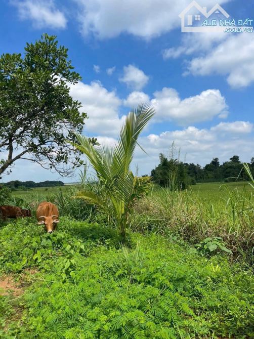 Đất sào Cư Suê huyện Cư Mgar giá đầu tư - 1