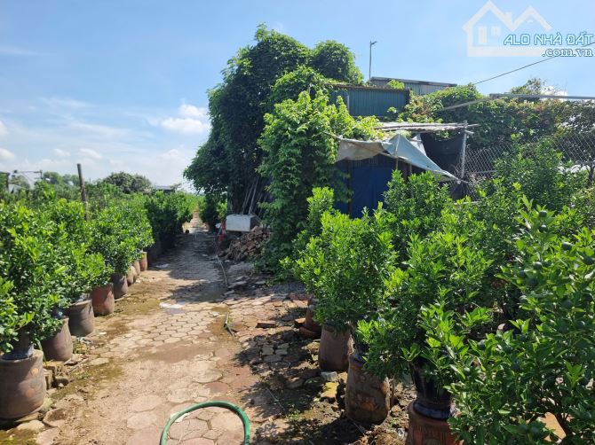 Cần tiền nên nhượng gấp 1500m2 đất vườn quất Tứ Liên-Phường Tứ Liên-Tây Hồ-Hà Nội - 1