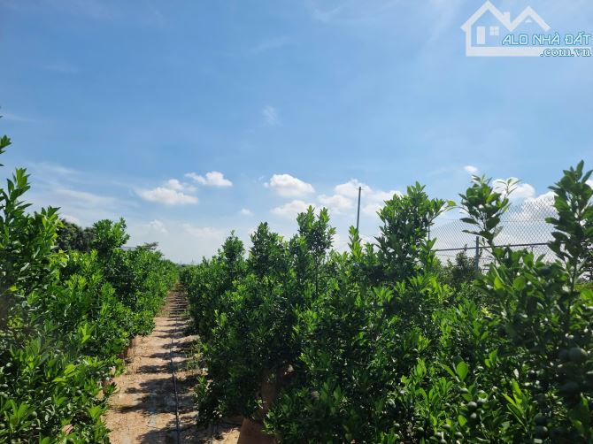 Cần tiền nên nhượng gấp 1500m2 đất vườn quất Tứ Liên-Phường Tứ Liên-Tây Hồ-Hà Nội - 2