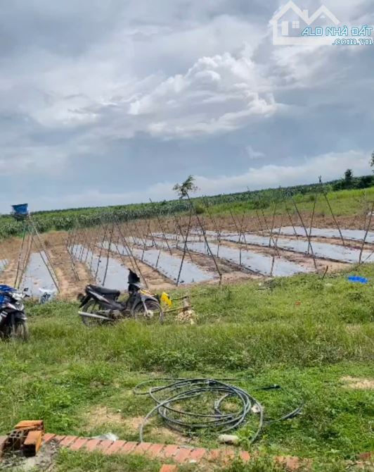 2,4 Mẫu Giá Chỉ 3 Tỷ Tân Hải LaGi Sẵn Nhà Vườn Đường Ô Tô - 2
