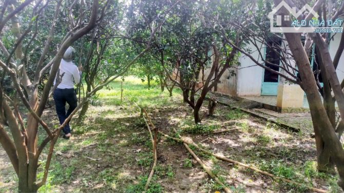 Bán vườn bưởi 2 đường mặt hương lộ 9 khu Làng Bưởi Tân Triều Biên Hoà - 3