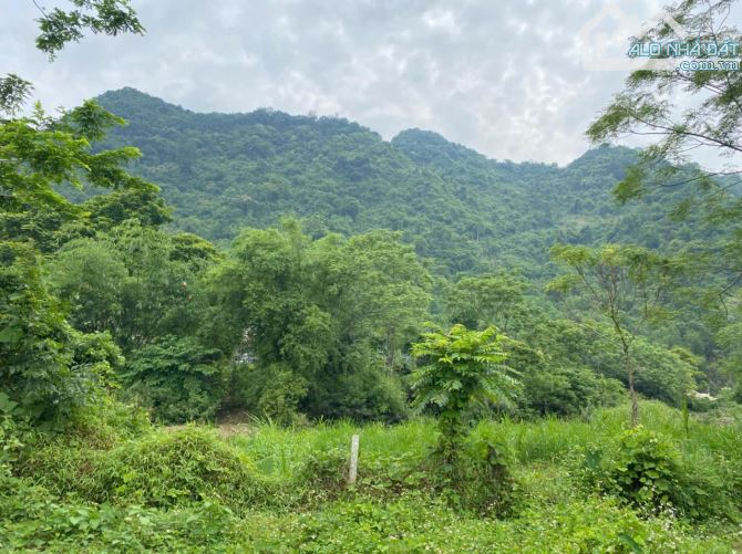 1413m Cây Lâu Năm Bám Suối Cách Đường Quốc Lộ 12B Đúng 200m Giá Hạt Rẻ - 3