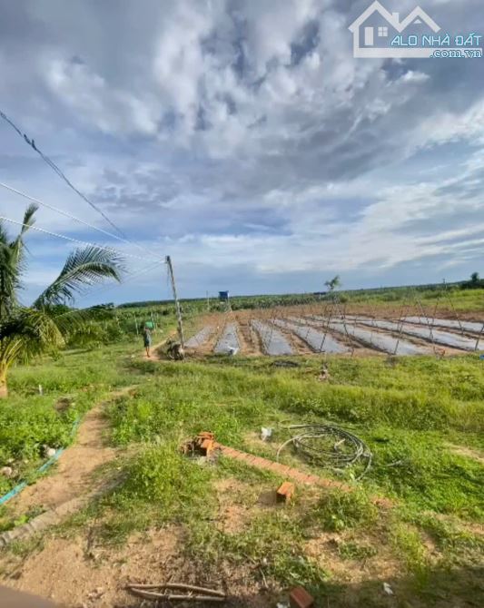 Bán 2.4 hecta đất Tân Hải - TX LaGi giá ngộp 120  triệu/ sào - 4