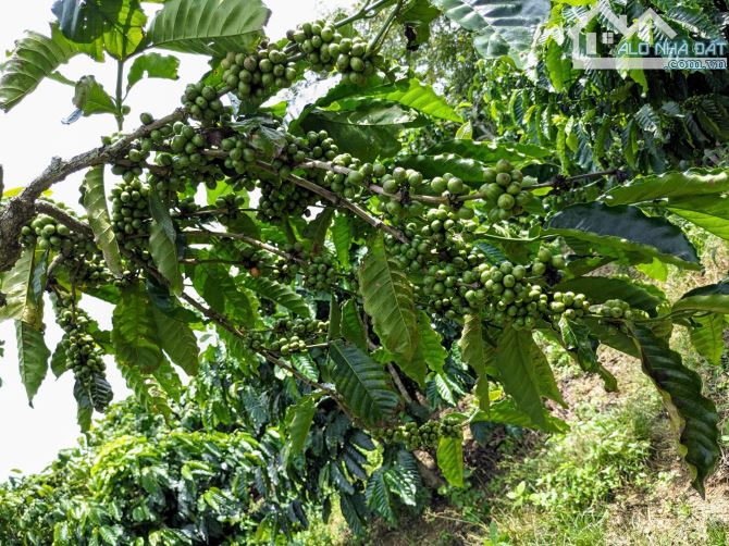 Bán đất Vườn Cafe 3.528m2,sẵn 400m thổ cư tại xã Ninh Gia,Lâm Đồng chỉ 3.5 tỷ TL - 5