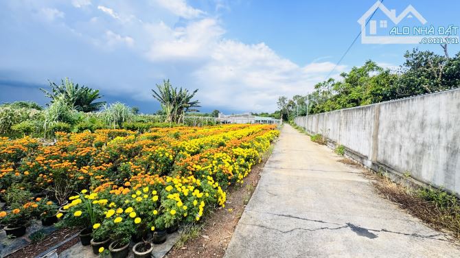 Sát QL55 Xã Đất Đỏ cách biển 10p 2000m2 có 100tc giá 5tỷ