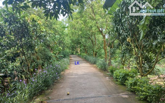 🔰 Bán vườn xoài + mít: 9.800m² (47m x 208m) 🔰 Đường đan xe ô tô, xã Mỹ Hội, H Cao Lãnh