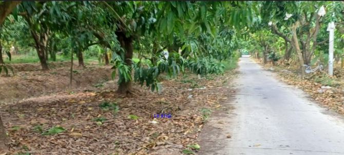 🔰 Bán vườn: 1.000m² (20m x 63m, hậu 16m, CLN) 🔰 Đường đan xe ô tô,xã Tân Thuận Tây cũ