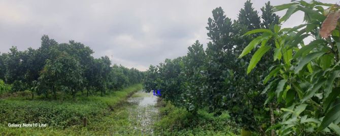 🔰 Bán vườn xoài + mít: 9.800m² (47m x 208m) 🔰 Đường đan xe ô tô, xã Mỹ Hội, H Cao Lãnh - 1