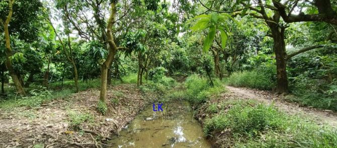🔰 Bán vườn: 1.000m² (20m x 63m, hậu 16m, CLN) 🔰 Đường đan xe ô tô,xã Tân Thuận Tây cũ - 1