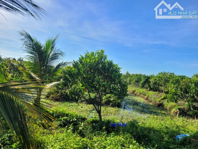 🔰 Bán vườn xoài + mít: 9.800m² (47m x 208m) 🔰 Đường đan xe ô tô, xã Mỹ Hội, H Cao Lãnh - 2
