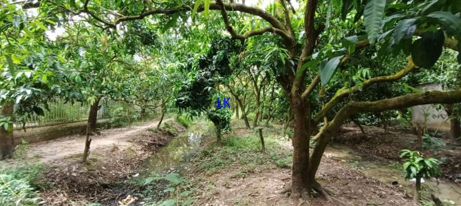🔰 Bán vườn: 1.000m² (20m x 63m, hậu 16m, CLN) 🔰 Đường đan xe ô tô,xã Tân Thuận Tây cũ - 2