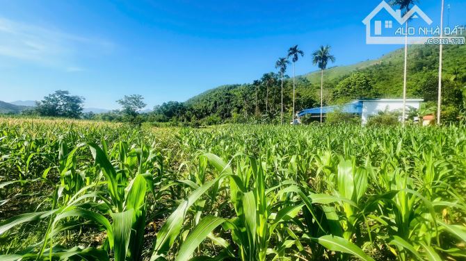 BÁN ĐẤT ĐẸP NGHỈ DƯỠNG – GIÁ CHỈ 1,4 TRIỆU/m² TẠI NẬT SƠN, PHÚ THỌ - 3