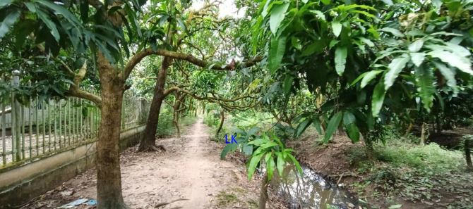 🔰 Bán vườn: 1.000m² (20m x 63m, hậu 16m, CLN) 🔰 Đường đan xe ô tô,xã Tân Thuận Tây cũ - 3
