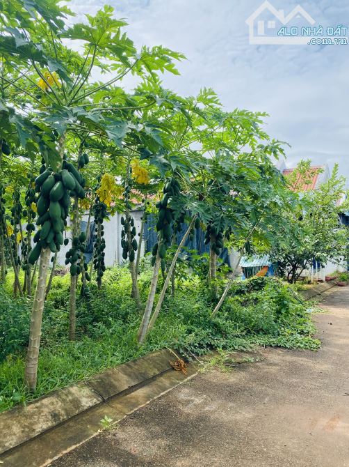 Bán đất nhánh đường số 50 tỉnh lộ 52 Hoà Long, Giá bán: 1,8tỷ - Diện tích: 143m2 - 3