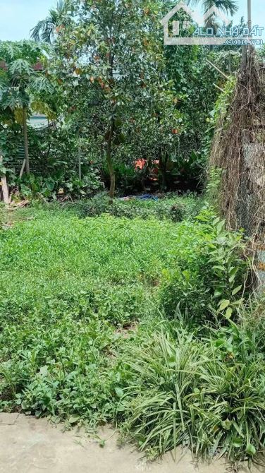 CẦN  BÁN GẤP MẢNH ĐẤT TRỒNG CÂY LÂU NĂM. XÃ THANH MAI. .THANH  OAI. 367M2.R 15M. 3,9TR/1M2 - 3