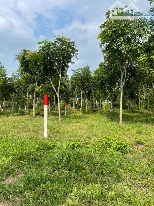 Bán cắt lỗ mảnh đất 500m2 ngay đường Đoàn Thị Điểm đi vào, giá siêu hời chỉ 699 triệu - 5
