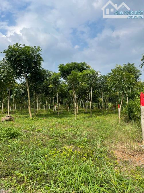 Bán cắt lỗ mảnh đất 500m2 ngay đường Đoàn Thị Điểm đi vào, giá siêu hời chỉ 699 triệu - 6