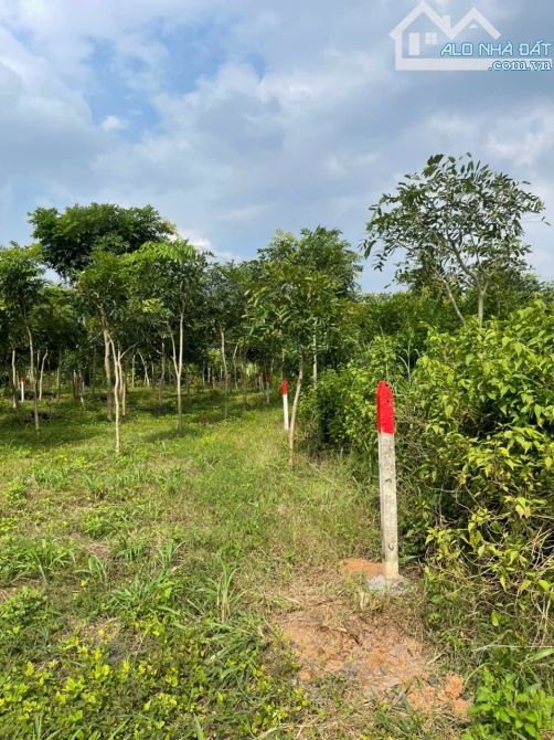 Bán cắt lỗ mảnh đất 500m2 ngay đường Đoàn Thị Điểm đi vào, giá siêu hời chỉ 699 triệu - 7