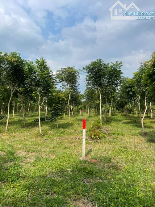 Bán cắt lỗ mảnh đất 500m2 ngay đường Đoàn Thị Điểm đi vào, giá siêu hời chỉ 699 triệu - 8