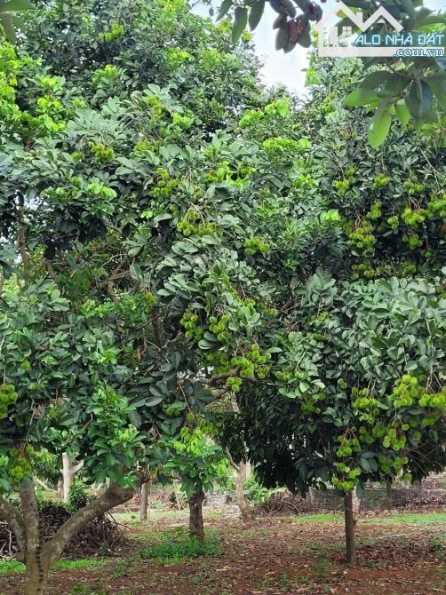 Bán vườn trái cây khoảng hơn 1 mẫu 9 sẵn 300tc hơn 400m mặt tiền đường bê tông.Giá 15ty500