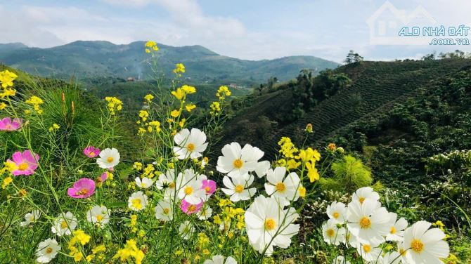 Chỉ 3,9 tỷ có ngay Biệt thự nghỉ dưỡng và vườn sầu riêng, giáp suối, view đỉnh, săn mây.