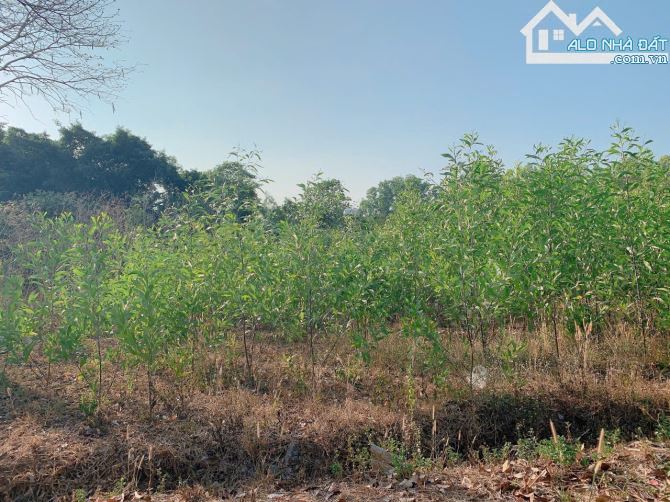 Bán khoảng 6 sào 5 (6490m2) đất Láng Lớn, huyện Châu Đức, BRVT.