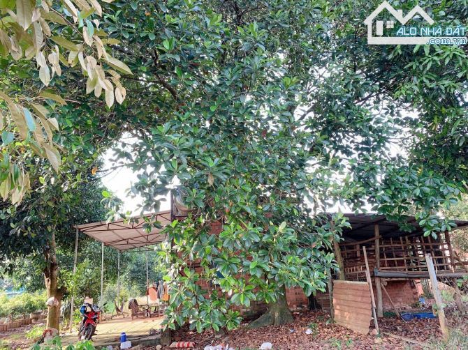 Bán khoảng 3 sào (2998m2) đất Láng Lớn, huyện Châu Đức, BRVT.
