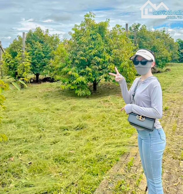BÁN VƯỜN SẦU RIÊNG 1.2 MẪU MT ĐƯỜNG NHỰA, CÓ NHÀ, CÓ THỔ CƯ, VIEW SUỐI, GIÁ CỰC TỐT