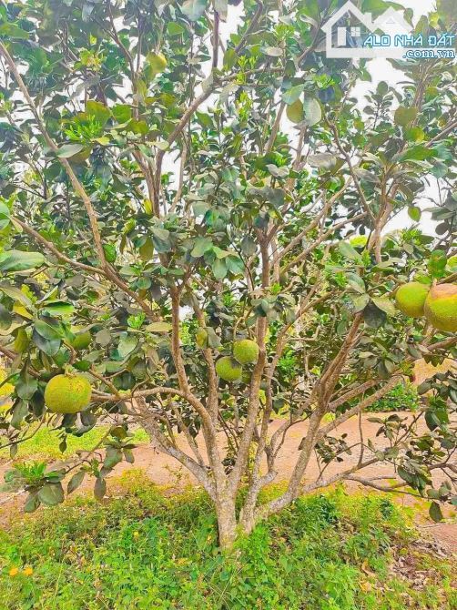 BÁN GẦN 1 MẪU VƯỜN CẠNH HỒ ĐÁ BÀNG VỚI VƯỜN TRÁI CÂY, AO SEN, CÁCH BIỂN CHỈ 15 PHÚT