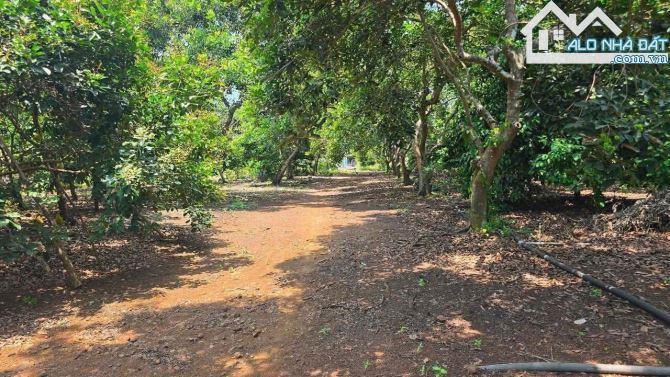 Bán Vườn Cây Ăn Trái Gần 2 Mẫu – Đá Bạc, Châu Đức, BRVT 19.600m² – Trong đó có 600m² TC