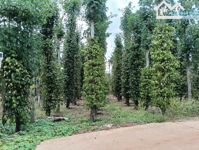 BÁN 1100M2  ĐẤT TRỒNG TIÊU TẠI THI TRẤN KIM LONG, CHÂU ĐỨC, SAT NHỰA, GIÁ CHỈ 1TI150TR