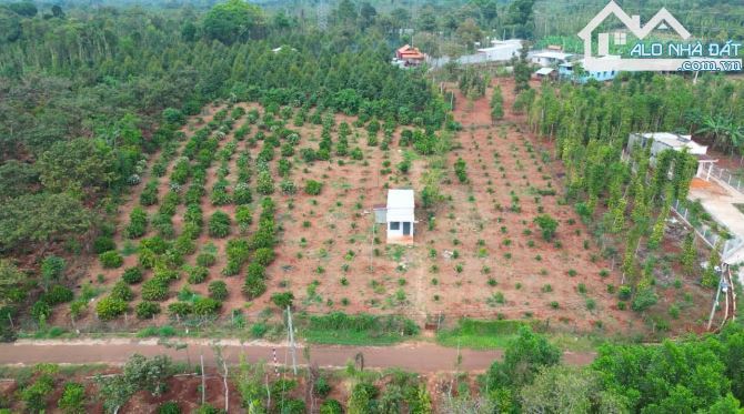 Đất vườn trái cây mặt tiền đường nhưa.