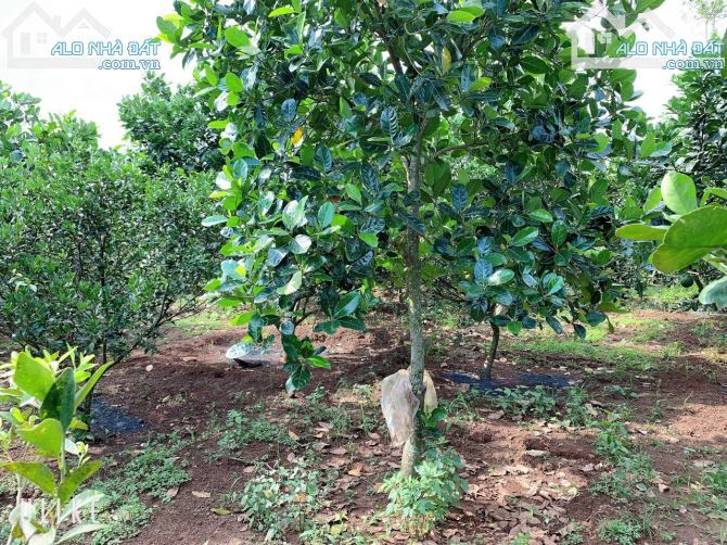 Bán khoảng 4 sào (4000m2) đất Bàu Chinh, huyện Châu Đức, BRVT.