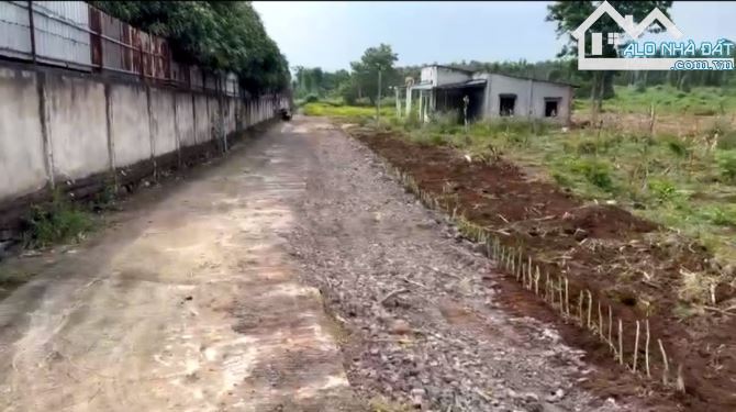 SỈ 3 LÔ ĐẤT 1000M2_12002 ĐƯỜNG BÊ TÔNG 5M GIÁ 2,3 TỶ
