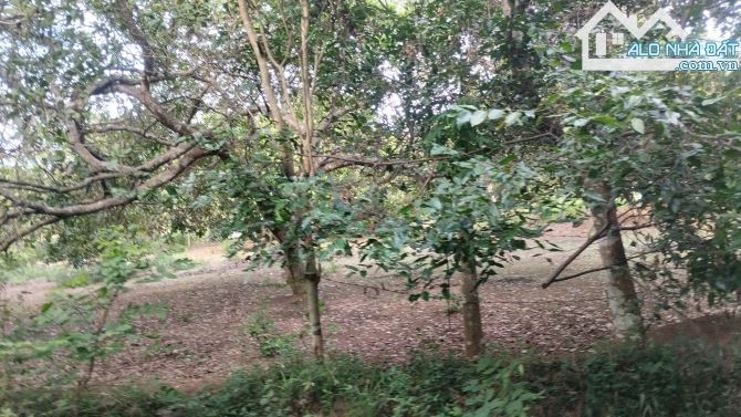 Bán đất Bình Giã Châu Đức – 90m mặt tiền nhựa, 2.745m² chỉ 2.1 tỷ