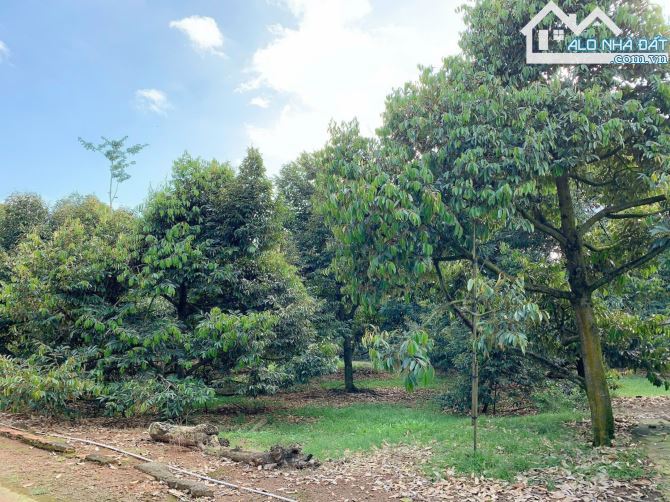 BÁN VƯỜN SẦU RIÊNG 1.2 MẪU MT ĐƯỜNG NHỰA, CÓ NHÀ, CÓ THỔ CƯ, VIEW SUỐI, GIÁ CỰC TỐT - 10