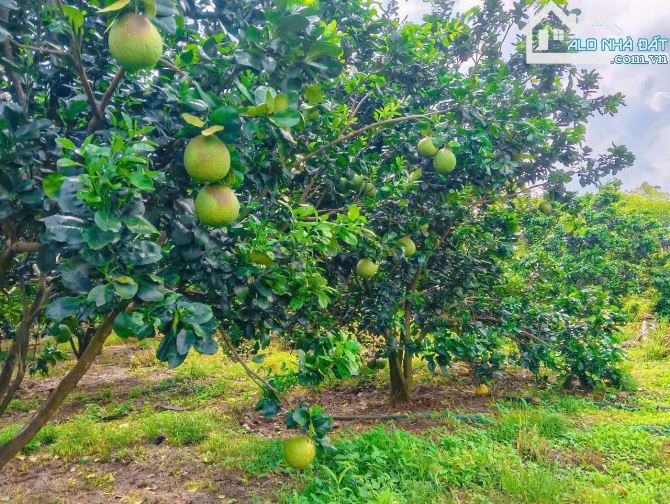 NHÀ VƯỜN CÂY ĂN TRÁI VIEW SUỐI, SẴN THỔ CƯ, KẾ BÊN CÁC KHU NGHỈ DƯỠNG, NHÀ VƯỜN ĐẸP - 10