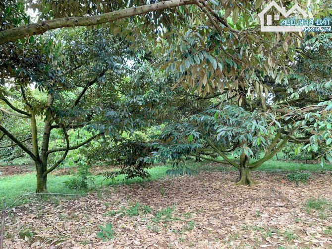 BÁN VƯỜN SẦU RIÊNG 1.2 MẪU MT ĐƯỜNG NHỰA, CÓ NHÀ, CÓ THỔ CƯ, VIEW SUỐI, GIÁ CỰC TỐT - 11