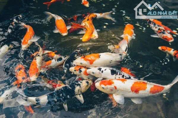 👉👏TÒA NHÀ LÔ GÓC SIÊU TO KHỔNG LỒ, VỊ TRÍ ĐẮC ĐỊA NGAY TRUNG TÂM QUẬN 7 - 1