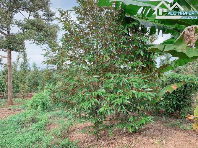 Bán khoảng 4 sào 4 (4435m2) đất Láng Lớn, huyện Châu Đức, BRVT. - 1