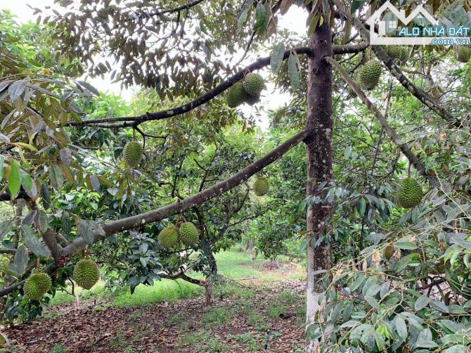 Bán khoảng 4 sào 5 (4548m2) đất Láng Lớn, huyện Châu Đức, BRVT. - 1